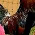 BIG ROOSTERS Crowing Compilation With 30 Breeds Of Chickens Brahma Silkie Orpington Pekin Bantam