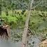 Too Rare Excavators Cut Down Old Trees Around The House