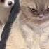 Moody Cat Has No Time For Nonsense Watch His Hilarious Reaction Funnycats Short Cat