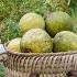 Harvesting Grapefruit To Sell At The Market A Life Of Earning A Living To Raise Two Children