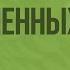 Разнообразие голосеменных Видеоурок по биологии 5 класс