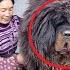 People Have Been Caring For This ANIMAL For 2 Years Thinking That It Is An Ordinary Dog