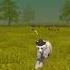 Shadow COME BACK HERE ZEPHYR Zephyr I Can T Run Forever
