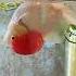 How Treat Swim Bladder Disorder In Goldfish