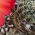 Кактусы цветение май 2021 Gymnocalycium Sulcorebutia Mammillaria и т д