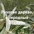 подарок природы розовое дерево