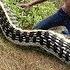 Easy Snake Trap Build Underground Python Trap Make From PVC New Technique Of Snake Trap