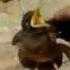 Mynah Bird Acridotheres Tristis Little Mynah Baby Bird Making Noise