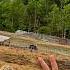 Running Chickens Behind The Pigs In Land Restoration