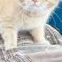 Все пути дороженьки снегом запорошило Cat