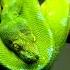 Snake Hissing Sound Effect 1 Hour Animal Sound