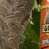 Gorilla Glue Spray Adhesive Vs Hornet Nest Gluing Yellow Jackets