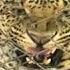 Man Eating Leopard Trapped In Cage India