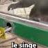 Ce Singe Ressemble A Un Humain