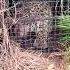 Leopard Trapped In Cage Leopard Wildanimals Wildlife Lifehacks Uttarakhand Shorts