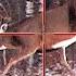 17 Deer Hunts In 17 Minutes ULTIMATE Deer Hunting Compilation BEST OF