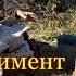 Эксперимент по добыче железа из болотной руды