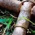 Learn 10 Advanced Bushcraft Survival Skills