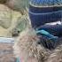 Meerkats In The Kazan Zoo сурикаты в Казанском зоопарке