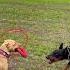 Pitbull Vs Doberman Who Will Win Dogs