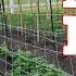 A SIMPLE Farm Day Cows Supper Garden Rows