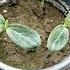 How To Germinate Bottle Gourd Seeds Shorts