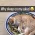 Kittyo Sleeping On That Salad Like Aw Man Wait We Made It