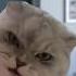 Send This To Your Best Friend Cat Meme ShiroTheBuddy Shorts