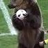 Bear Helps Kick Off Russian Football Match