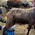 Grandma Rose Milked Sheep On The Farm And Made Natural Sheep Cheese Village Life
