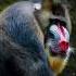 MANDRILL THE BIGGEST MONKEY IN THE WORLD