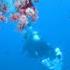 SCUBZ DIVING NUSA PENIDA SINTAL With Purple Dive 2024