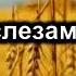 Псалом Сиона 265 минус КТО С СЛЕЗАМИ СЕЕТ РАДОСТЬ ПОЖИНАЕТ