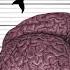 Biggest Brain In The World Size Comparison Comparison Of Brain Size In The World World INFO