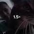 Кот мяукает в камеру но это фонк мем Cute Cat Cats Memes Meme