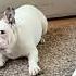 Лай французского бульдога Frenchpuppy Frenchbulldog