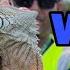 TOP 3 Ways To Catch Iguanas With Professional Trapper IGUANA MAN How To Catch Iguanas In Florida