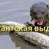 Животные Южной Америки