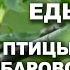 Личинкоеды Приамурья Дневник натуралиста 31 мая 2024 г