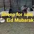 Sheep For Sale Price 1500QR In Al Kharibe Muzzma 2 Youtubeshorts Shortvideo Videos