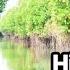 Secrets Of Pondicherry Mangrove Forest Fishing Harbour More Pondicherry Tourist Places Tamil