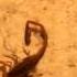 Scorpion Mating Dance Promenade A Deux Hold Me Now