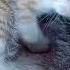 ГОЛУБОГЛАЗКА ШТОЛИ Kitten жизньживотных Cat