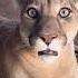 Puma Messi Ran Away From Gerda Trying To Walk Alone