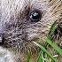 Hedgehog A Prickly Forest Ball With A Character Interesting Facts About Hedgehogs