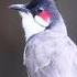 Calls Of Red Whiskered Bulbul Shorts Birdsofindia Bulbul