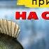 КАК ОБЛОВИТЬ ВСЕХ ТОП 5 ПРИМАНОК ДЛЯ МИКРОДЖИГА Ловля окуня на спиннинг