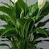 Just One Slice Of Onion Can Make Anthurium Explode With So Many Beautiful Flowers