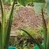 Growing Taro From Cutting In Container Growing Keladi From Cutting Growing Kalo