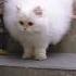 White Persian Cat Kittycats Vlog Awwanimals Catvideos Cats